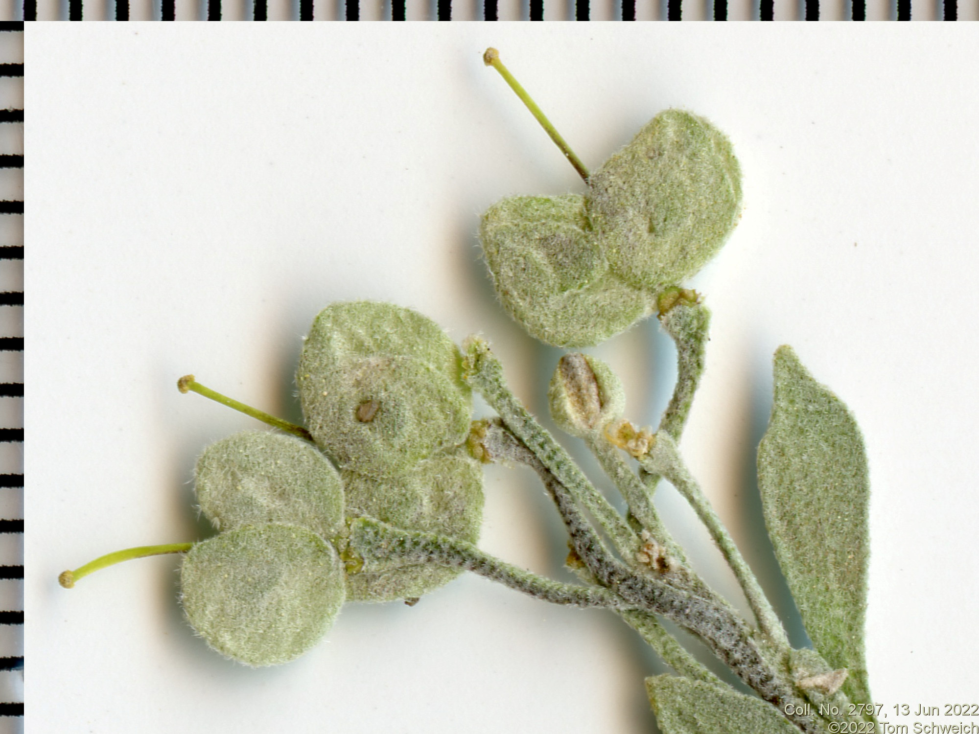 Brassicaceae Physaria vitulifera