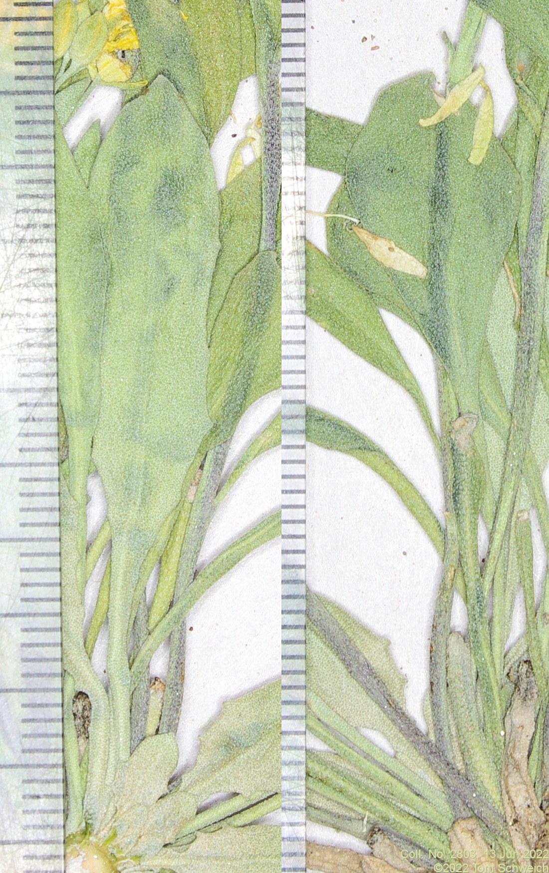 Brassicaceae Physaria vitulifera