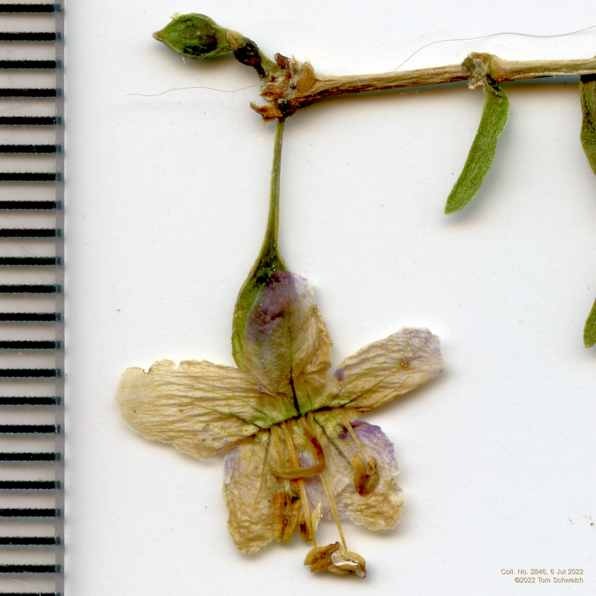 Solanaceae Lycium chinense