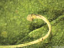 Full Size Image