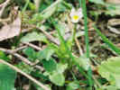 Full Size Image
