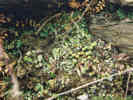 Full Size Image