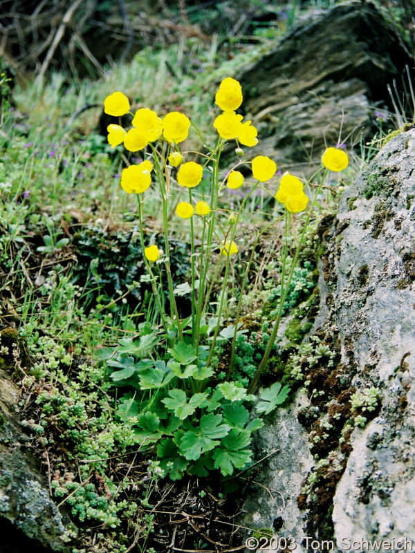 Ranunculus along trail in Barranco del Poqueira