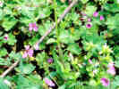Full Size Image