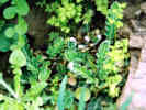 Full Size Image