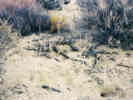 Full Size Image