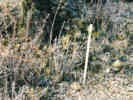 Full Size Image