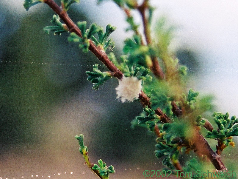 Parasite on Bitterbrush.