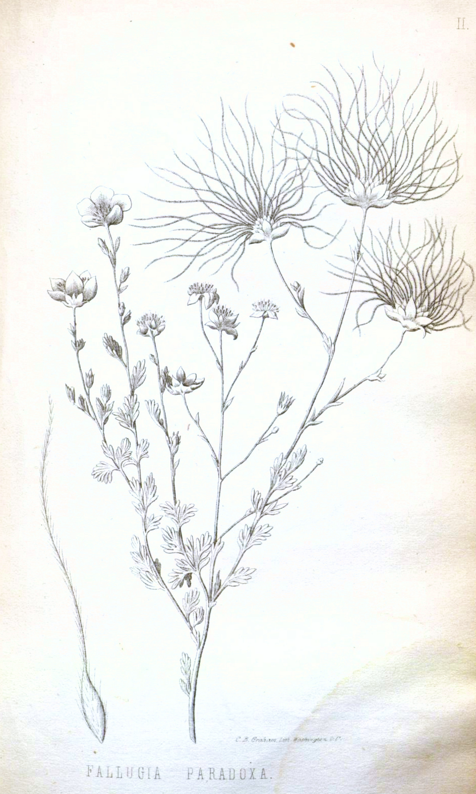 Rosaceae Fallugia paradoxa