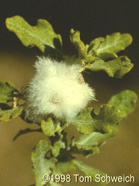<I>Ambrosia eriocentra</I> Wooly Bursage