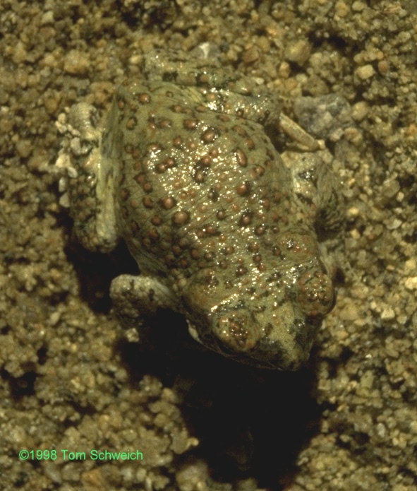 Red-spotted toad (<i>Bufo punctatus</i>)