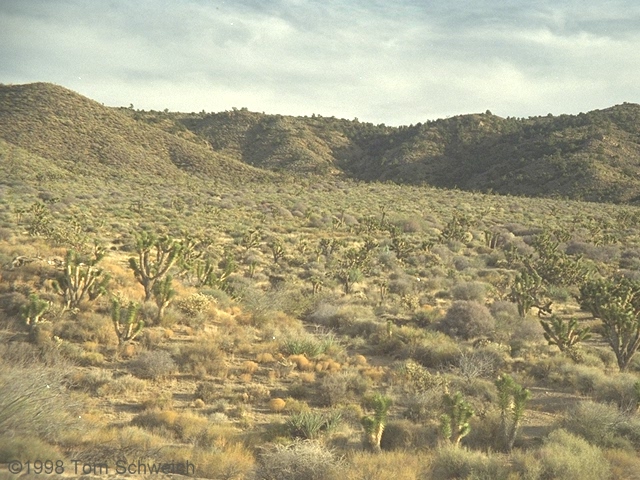 Vegetation, Cedar Canyon Road, Mojave National Preserve, California