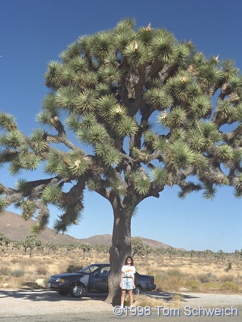 Very large Joshua Tree (<I>Yucca brevifolia</I>) in Joshua Tree National Monument.