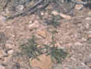Full Size Image